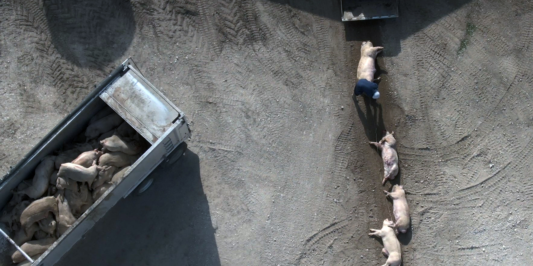 pigs-still-1-crop.jpg