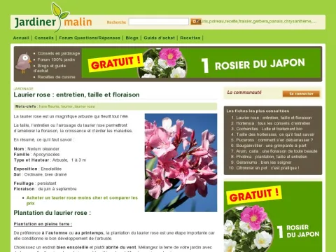 www.jardiner-malin.fr fiche laurier-rose.html